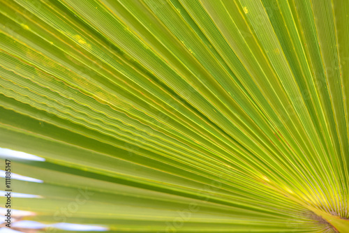 Closeup on beautiful tropical leaves in sunlight