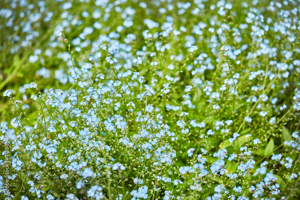 forget-me-not forget-me-not