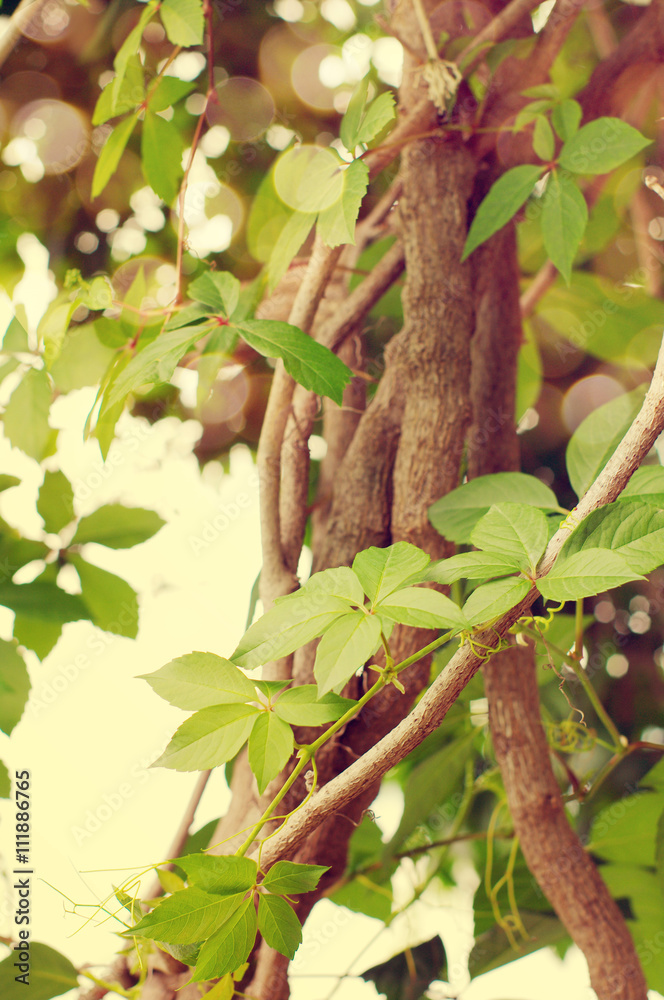 Ivy. Beautiful background with the bound ivy branches. Vegetable background with a climber
