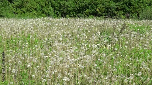 Wallpaper Mural Поле одуванчиков Torontodigital.ca