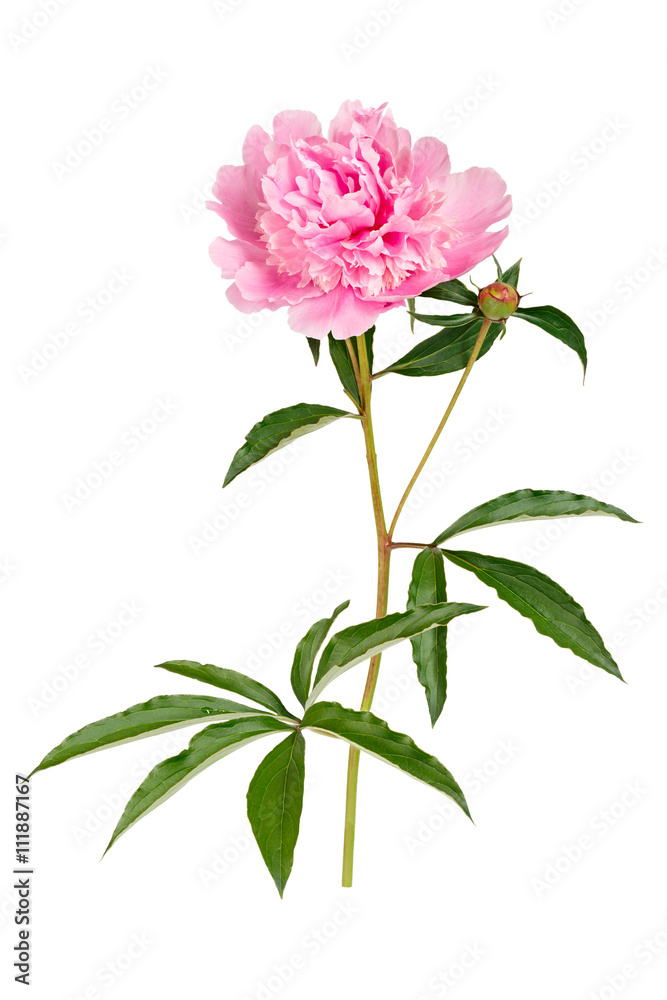 Photographed macro isolated on white background flower Paeonia Photographed macro isolated on white background flower Paeonia