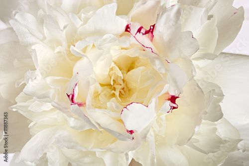 Photographed macro flower of Paeonia lactiflora