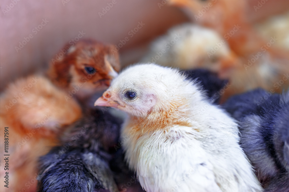 Obraz premium Newborn chicks