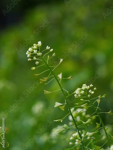 Shepherd's-purse - Capsella bursa pastoris