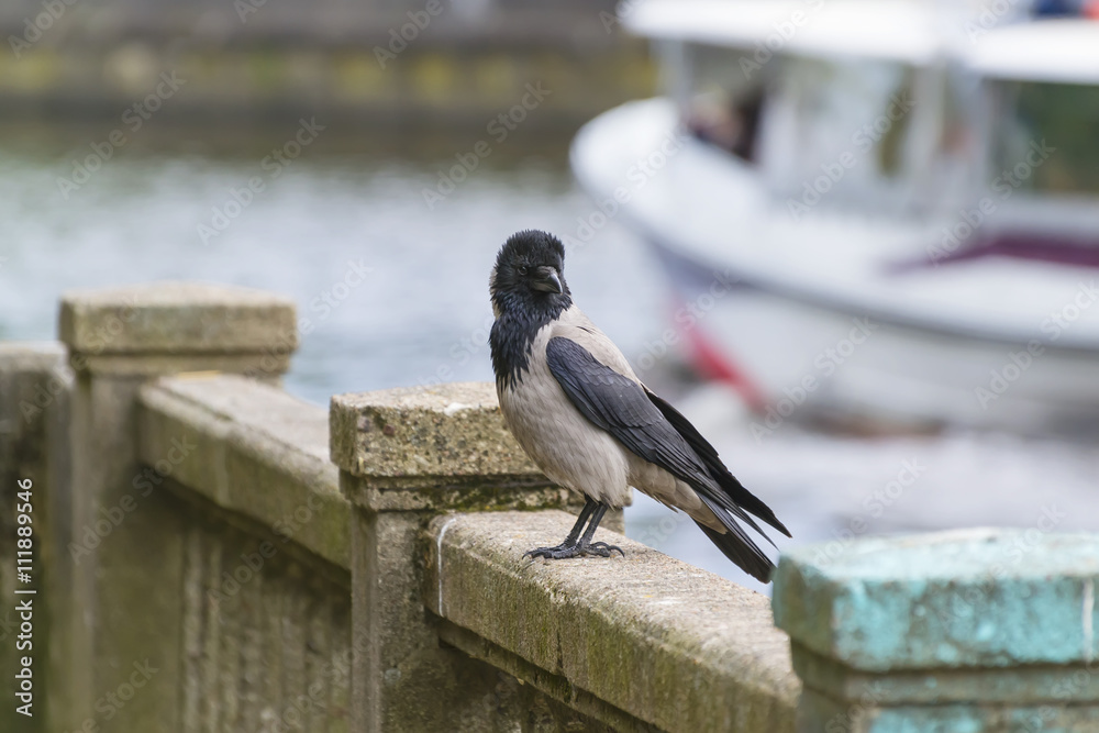 Fototapeta premium crow sits on the parapet