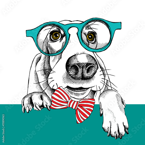 The image dog Basset Hound portrait in the glasses and with bow. Vector illustration.