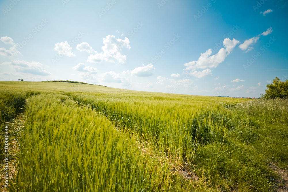 beautiful landscape with the sky and green field of wheat