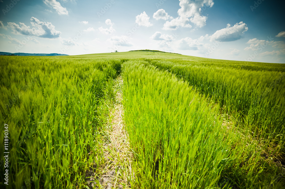 beautiful landscape with the sky and green field of wheat beautiful landscape with the sky and green field of wheat