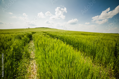 beautiful landscape with the sky and green field of wheat