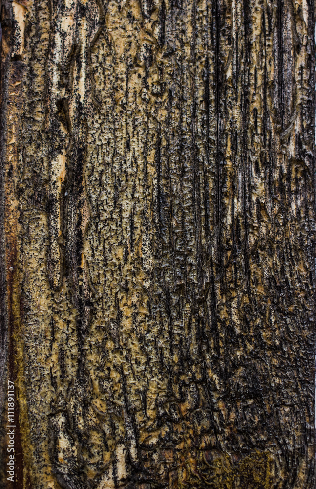 Obraz premium old wood texture