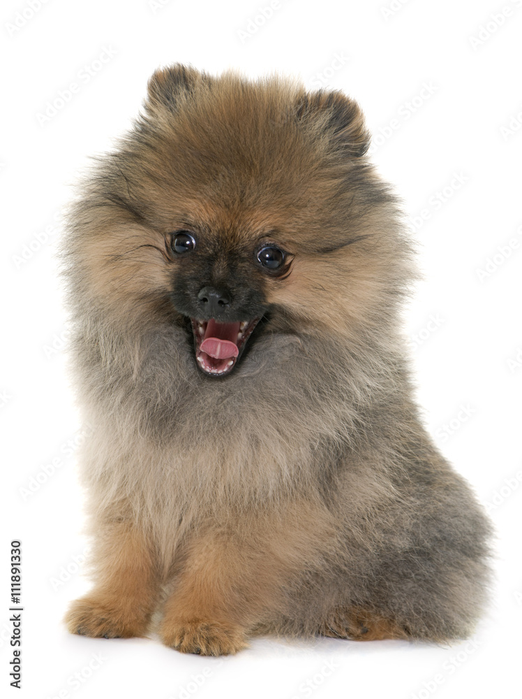 puppy pomeranian spitz puppy pomeranian spitz