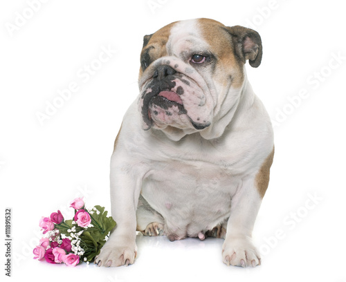 english bulldog in studio © cynoclub