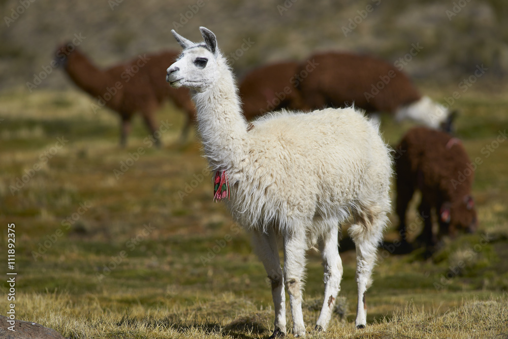 Group of llama (Lama glama) and alpaca (Lama pacos) grazing on a wetland in  Lauca National Park, northern Chile. Stock-Foto | Adobe Stock
