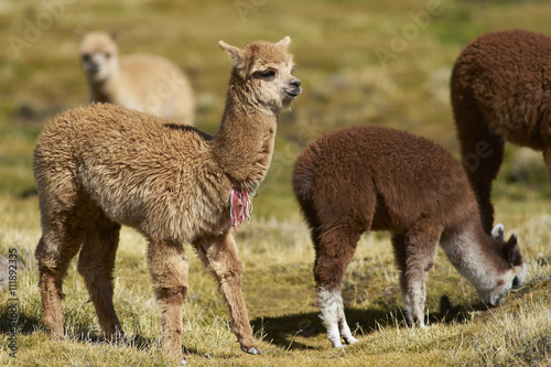 Baby Alpaca (Lama pacos) on a wetland in Lauca National Park, northern Chile.