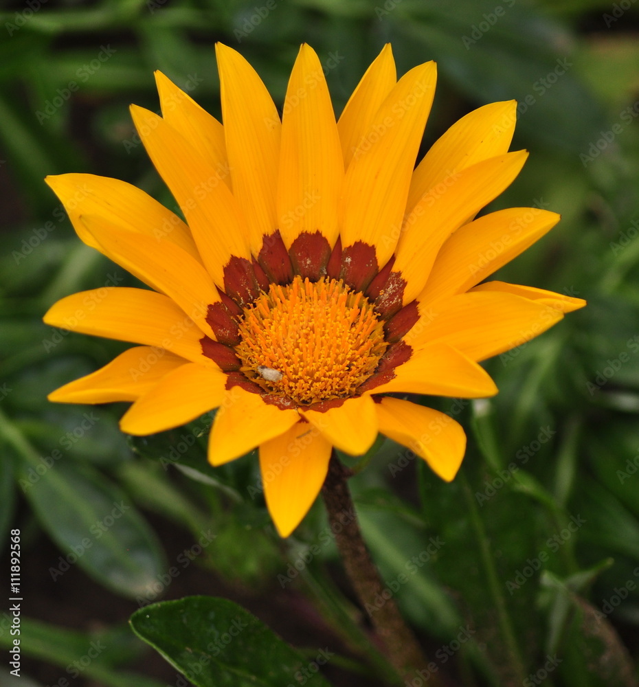 Yellow flowers in the park