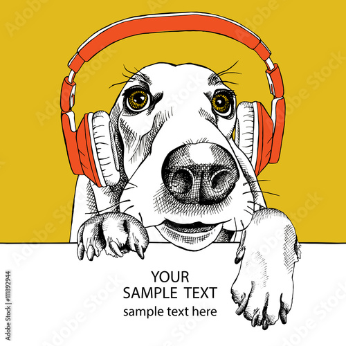 The image dog Basset Hound portrait in the headphones. Vector illustration.