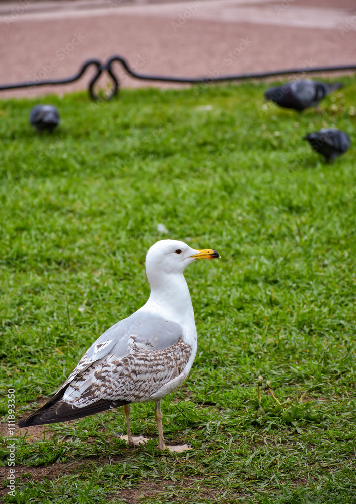 Birds Birds