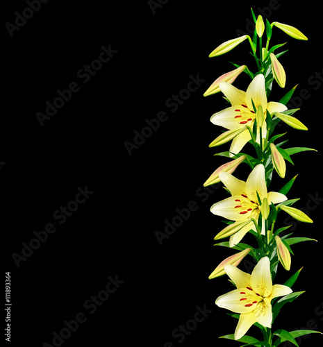 Flower lily isolated on black background.