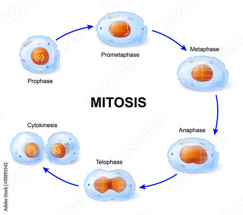 Cell division. Mitosis.