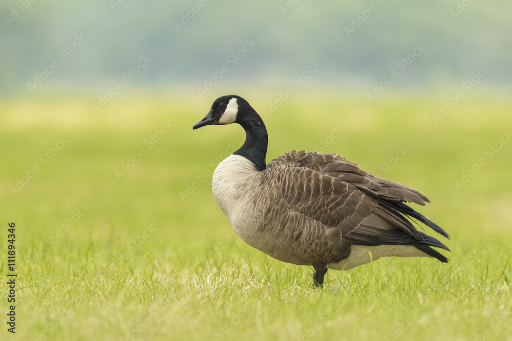 Canadian goose in a meadow Canadian goose in a meadow