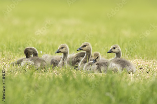 Canadian goose chicks and family © Sander Meertins