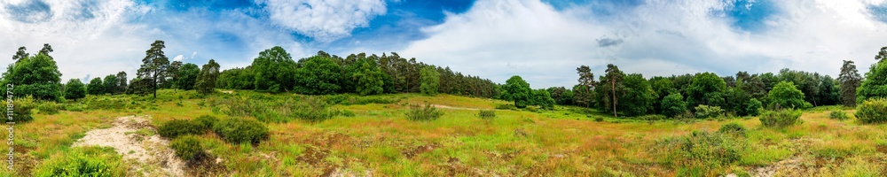 Wald und Wiese – Panorama einer sommerlichen Landschaft