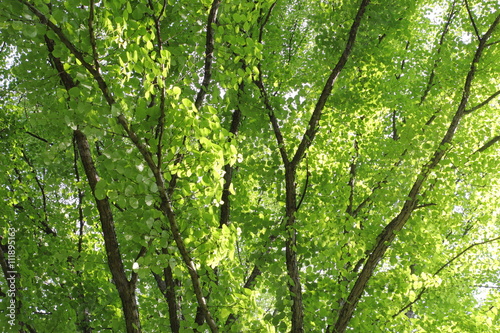 新緑のカツラの木