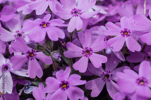 ピンク（紫）のシバザクラ © oonoteruaki
