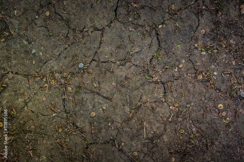 Cracked soil in the forest, abstract background