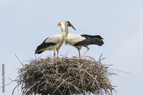 the stork in the nest