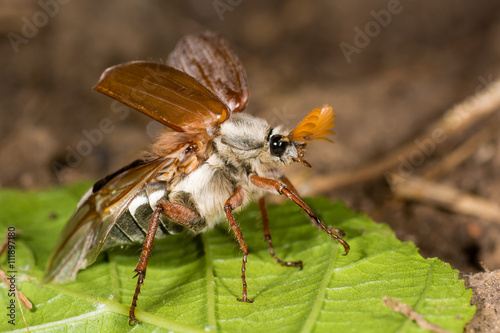 Foto Cockchafer (Melolontha melolontha) about to take flight