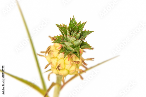 Small pineapple isolated on white background