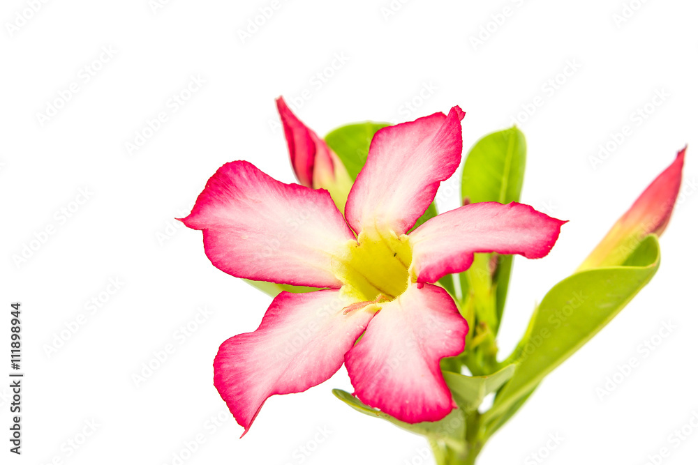 Desert Rose or Impala Lily flower isolated on white background