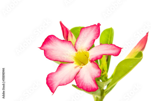 Desert Rose or Impala Lily flower isolated on white background