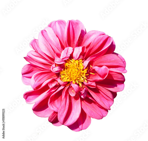 mona lisa flower pink flower spring flower isolated