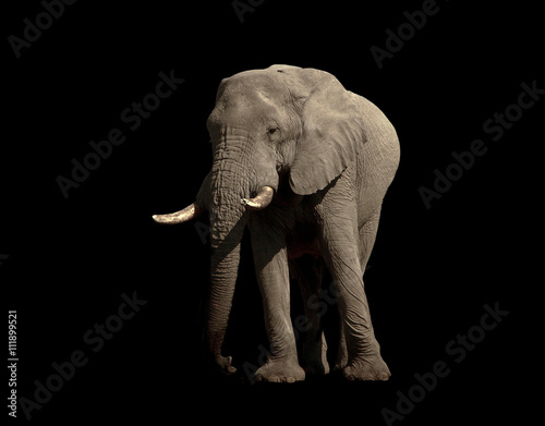 Elephant Bull isolated on black