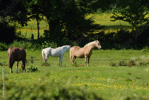 Horse  Horses - English Village