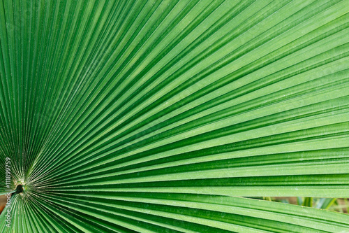 Texture of palm leaves  green used background