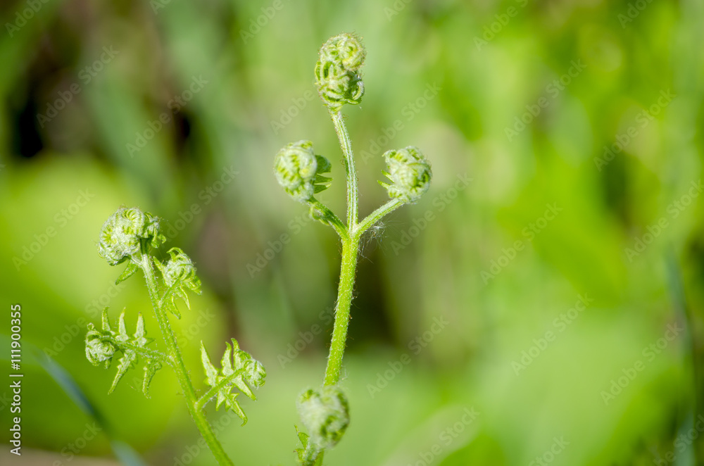 herb fern Siberian, plant herb fern Siberian, plant