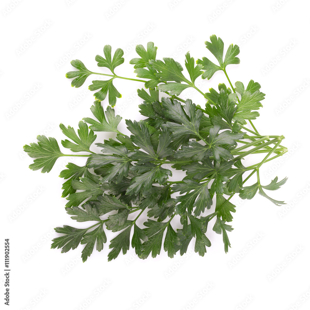 Obraz premium Parsley herb isolated on white background