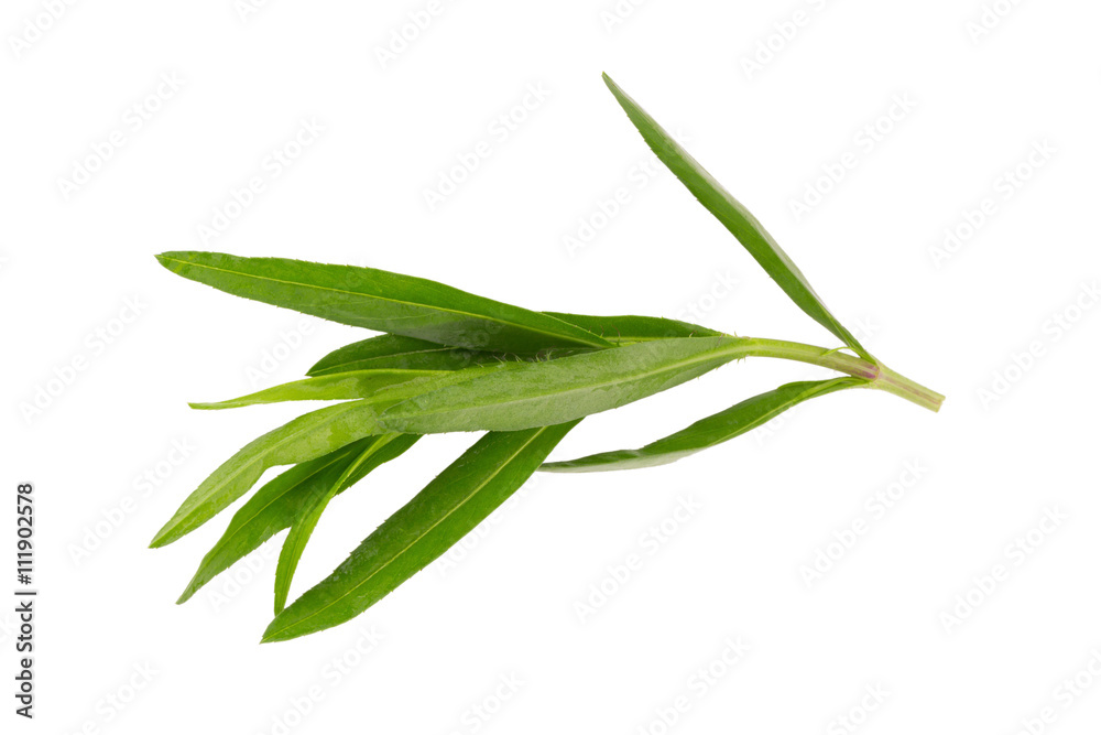 Tarragon herbs close up isolated on white Tarragon herbs close up isolated on white
