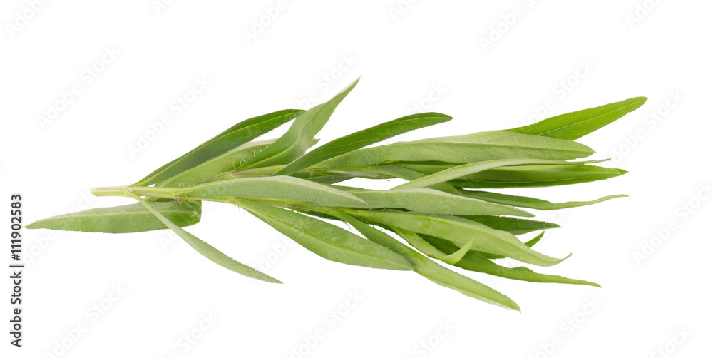 Fototapeta premium Tarragon herbs close up isolated on white