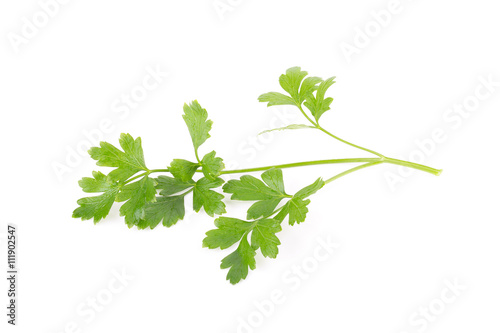 Parsley herb isolated on white background