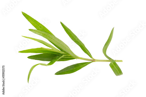 Tarragon herbs close up isolated on white