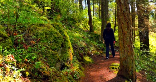 4K Woman Hikes up Trail in Green Rain Forest in Spring, Pacific North West