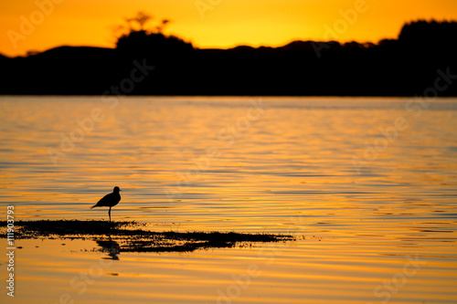a bird wading on a lake edge at sunset