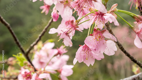 The close up of pink sakura flower branch (cherry blossom).