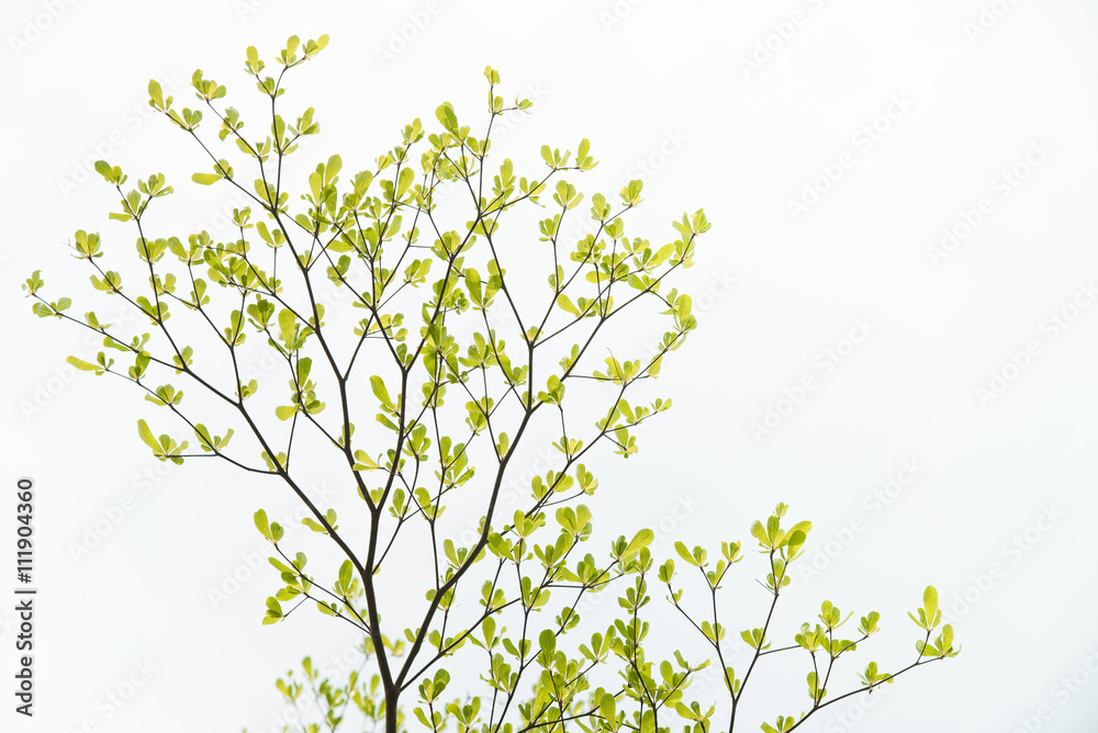 Green Tree, Isolated on white background.