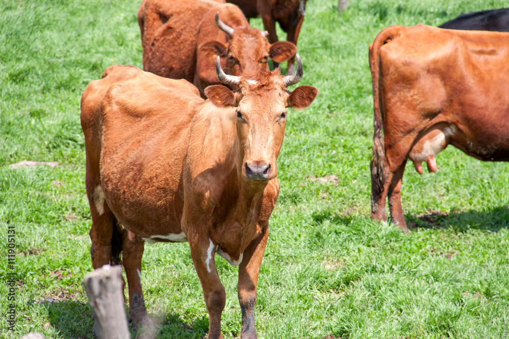 cow standing on a green meadow in the village cow standing on a green meadow in the village