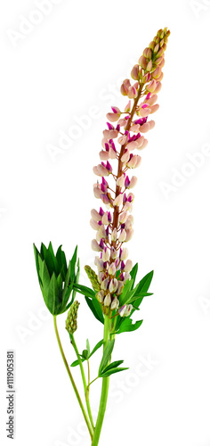 Blooming Lupine flower ,/ Isolated on white background without s photo